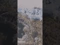days gone