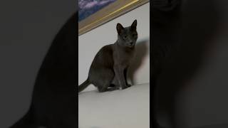 City kitty | cat shenanigans