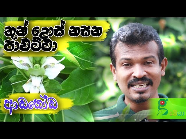 195 වසංගත කාලේ පෙනහලු ශක්තිමත් කරන සෙම් රෝග නසන පාවට්ටා sri lanka medical plant - pawatta ආඩතෝඩ