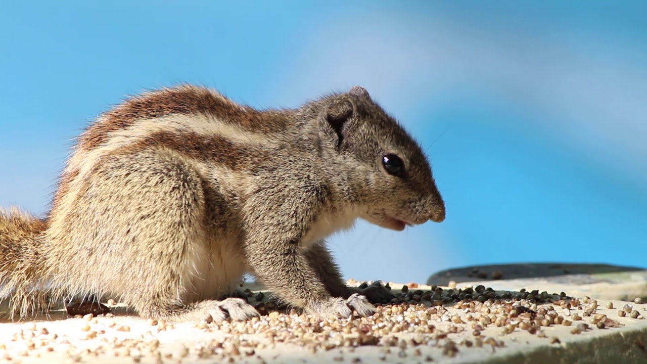 Three stripe squirrel YouTube