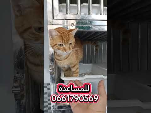 إرحمو من في الارض يرحمكم من في السماء