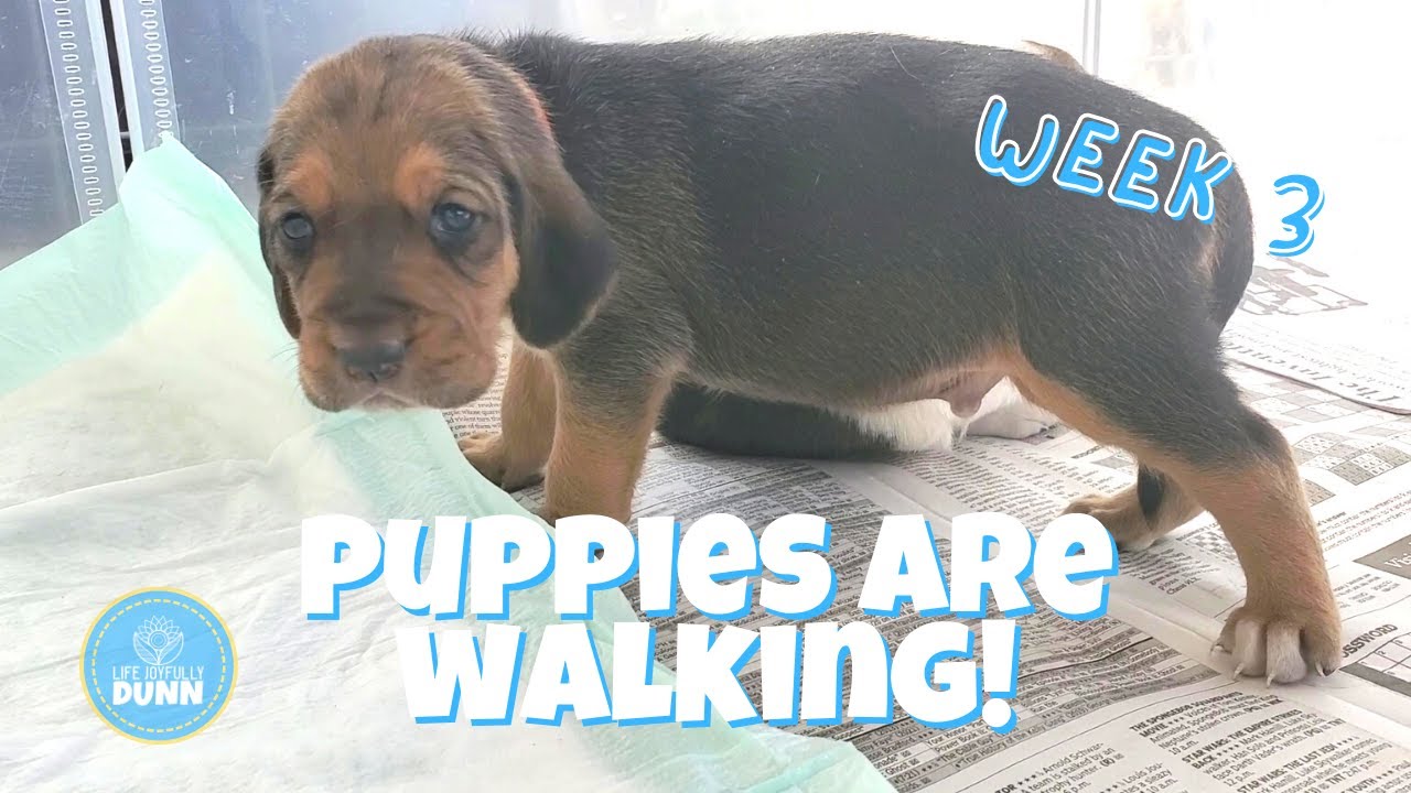 The puppies are walking! | Life Joyfully Dunn | 