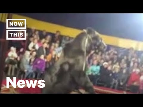 Bear Attacks Trainer at Russian Circus | NowThis