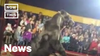 Bear Attacks Trainer at Russian Circus | NowThis