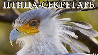 ПТИЦА-СЕКРЕТАРЬ - Умелый истребитель змей