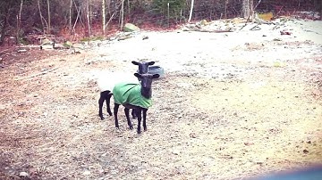 Screaming Sheep Compilation !