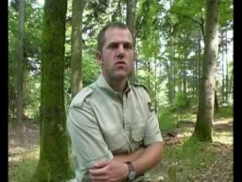 Technicien supérieur forestier