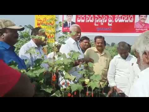 ఇప్పటికే 20 కింటాల్ ప్రత్తి అమ్మిన | I Sold 20 Quental Cotton | Platinum BG II Veda Seeds