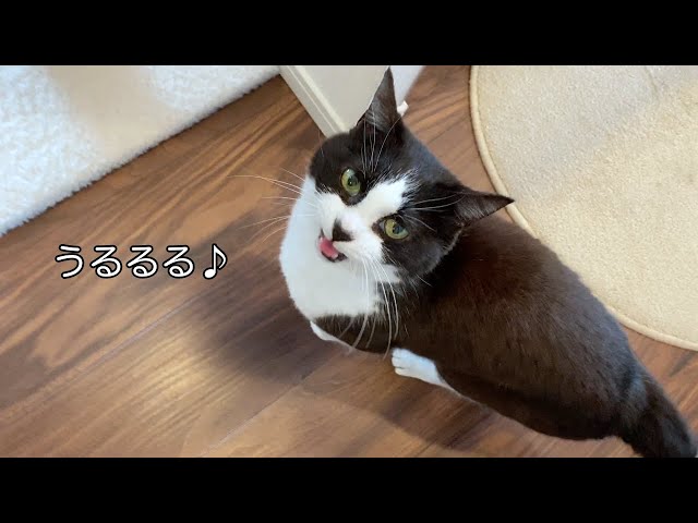 猫に朝から鮭をあげてみたら、うれしくて「うるるる」とおしゃべり♪