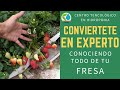 Fresas, empezando a conocer a tu planta