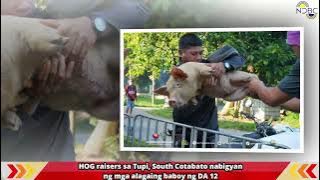 HOG raisers sa Tupi, South Cotabato nabigyan ng mga alagaing baboy ng DA 12
