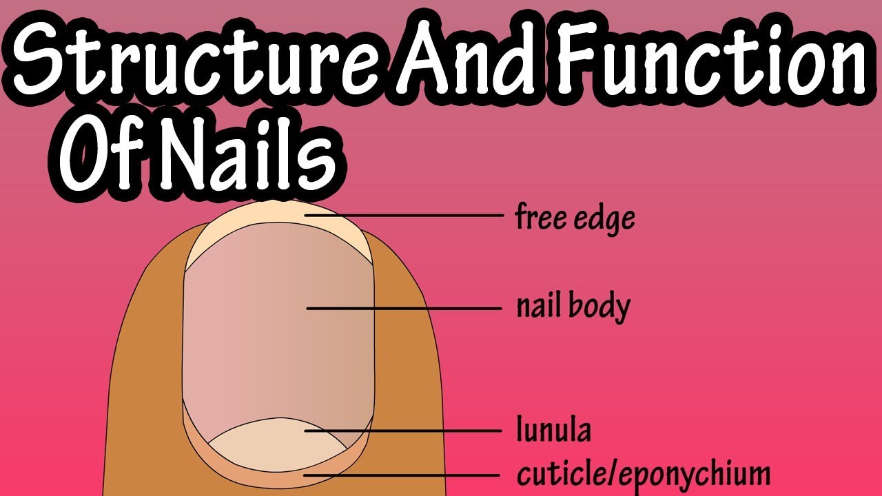 Structure Of Nails - Function Of Nails - Anatomy Of Nails - Why Do We Have  Nails - YouTube