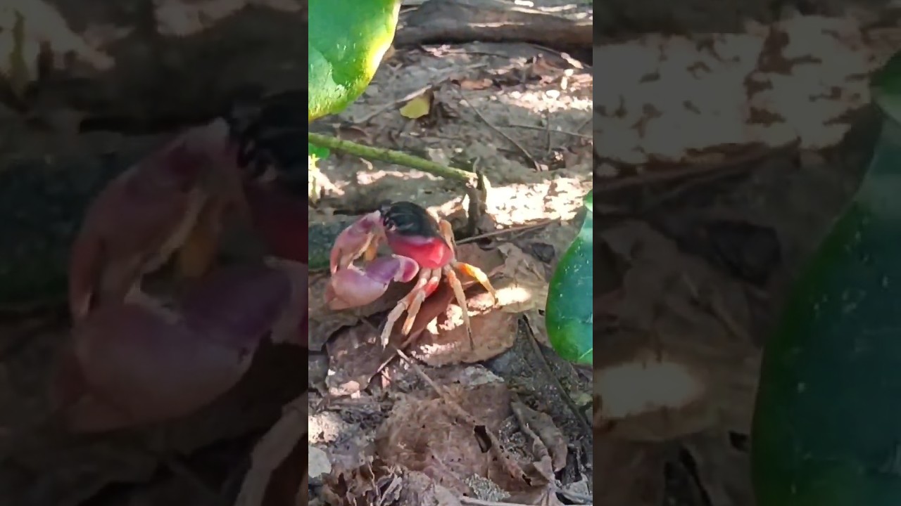 Black Back Land Crabs Old San Juan PR