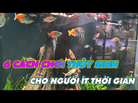 6 Cách chơi Thủy Sinh cho người Lười và ít thời gian - Sun Aquarium