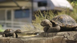 Geico Insurance Commercial