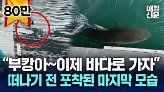 [현장영상] "부캉아, 이제 바다로 가자"…오늘 바다로 돌려보낸다