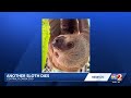 'Deeply saddened': Central Florida Zoo reports 4th death of 'Sloth World' rescues