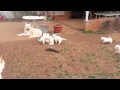 5 week old white German Shepherd Puppies
