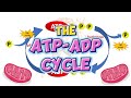 The ATP-ADP Cycle: Unlocking Cellular Energy Dynamics