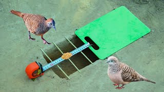 Creative Simple Bird Trap Using Tape Measure And Plastic Cutting Board | Technology Quail Bird Trap