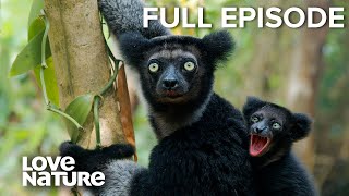 Indris’ Fight for Survival in Madagascar’s Rainforest | Land of Gremlins Ep101