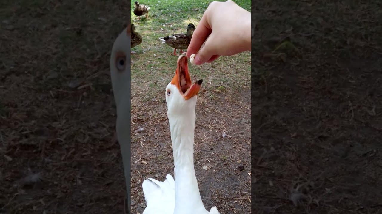ガチョウの首はどこまで伸びるか実験したら噛まれた Youtube