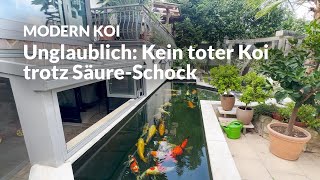 pH at 3.8 – Volker's near-disaster | Modern Koi Blog #7303