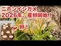 The Japanese Pond Turtle Nesting Season Has Begun Again This Year 