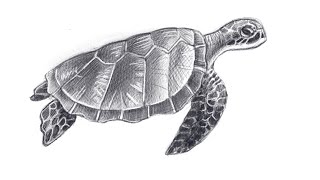 How to draw a green sea turtle