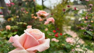 20240517 Rose Garden Tour. Sharing double the joy of growing #玫瑰花園 #巡园记 分享让快乐加倍 花友串门 不同视角的美丽🤩