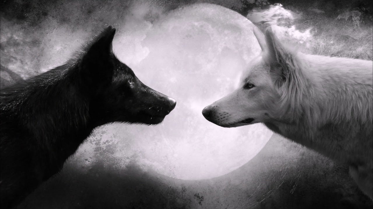 Черный волк и белая волчица - YouTube