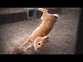 Why Is My Rabbit Doing This…? 🐰💨