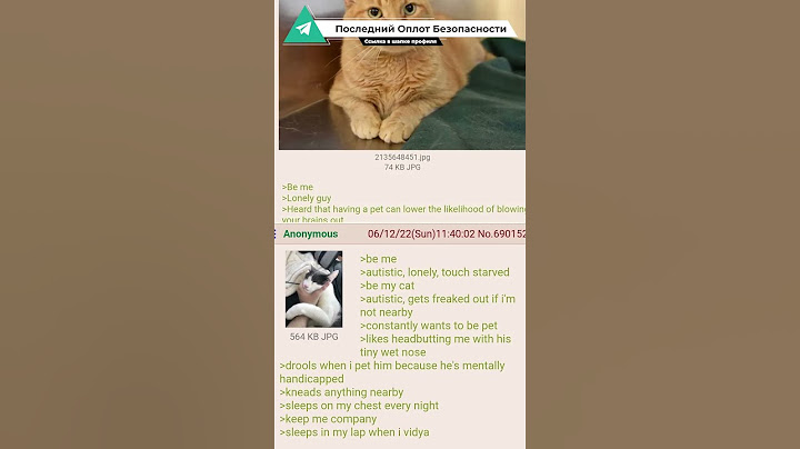 Как 4chan наказал обидчика котёнка.