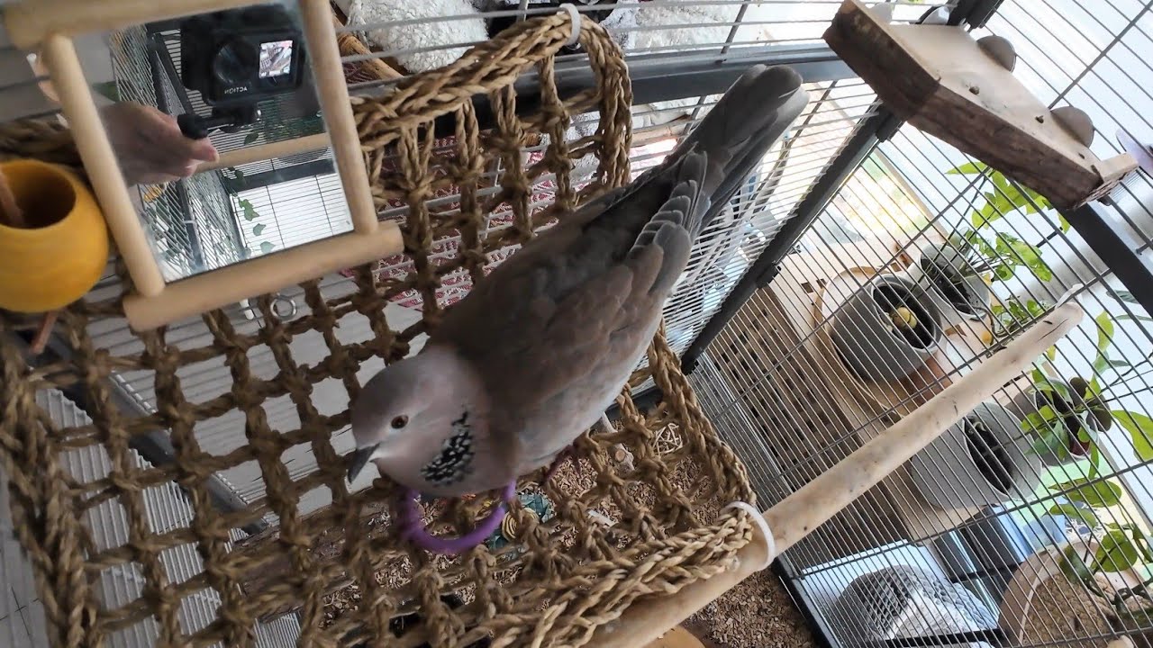 Petdove Maya having a good time in the aviary (hybrid ringneck/senegal ... - Hybrid Aviary