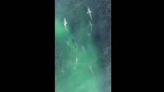 Over 50 Sharks in Menhaden Bait Ball - Hamptons Drone 26