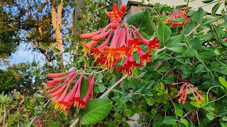 Flowers that attract #hummingbirds to your yard  you'll have success adding flowers they love