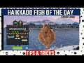 ⭐⭐ 13 Star Northern Rock Sole Fish l Fish of the Day l Fishing Clash gameplay