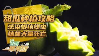 绝收危机！9个大棚中7个出现植株大量死亡情况，甜瓜大棚还有救吗？「田园帮帮团」20240716 | 农业致富经 Agriculture And Farming