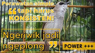 PERAWATAN TRUCUKAN NGERIWIK MENJADI NGEPLONG KERAS | POWER    