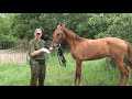 Обучение жеребенка. Мягкие методы. HX.foal training