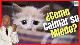 HOW TO CALM A FEARFUL OR VERY SCARED CAT?