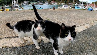 遠くからハチワレ猫がモフられに歩いて来た