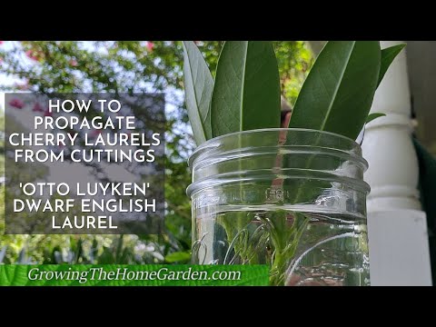 Video: Menanam Tumbuhan Cherry Laurel - Cara Menjaga Cherry Laurel