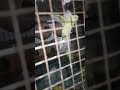 Happy Birds | Shorts #lovebirds #budgies #pets