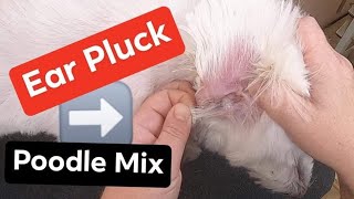 Ear Pluck- Poodle mix by Cassie Putz 10,408 views 2 years ago 4 minutes, 2 seconds