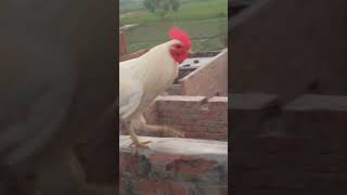 Nice Cock Video L Wait For End