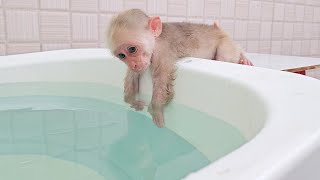 Baby Monkey SU Enjoying New Big Swimming Pool