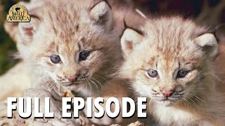 Wild America | Special E6 'Tender Times' | Full Episode | FANGS