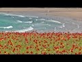 Skylark Bird Song and Nature Sounds - Birds Singing Over The Poppy Fields of Cornwall HD