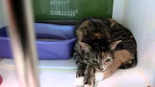 Kitties available for adoption by Pinellas County Animal Services 706 views 8 years ago 2 minutes, 57 seconds